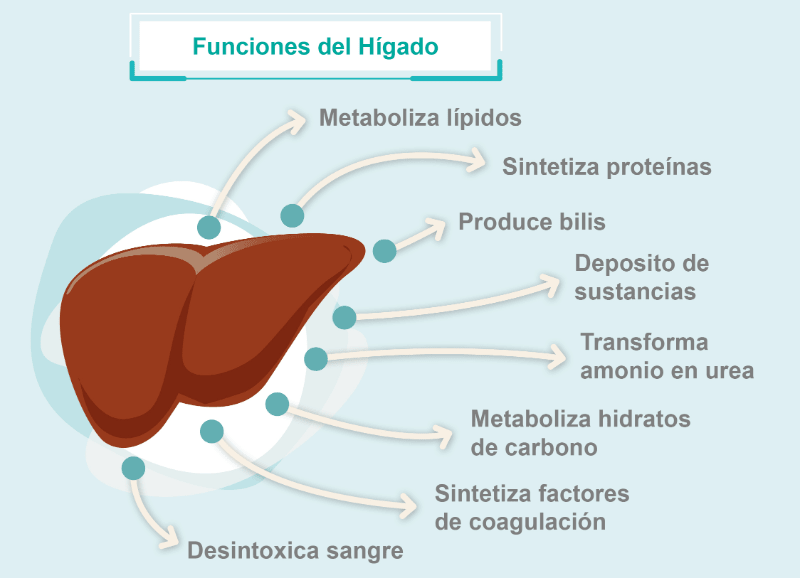 Qué papel juega el hígado en el metabolismo hormonal 1 que papel juega el higado en el metabolismo hormonal
