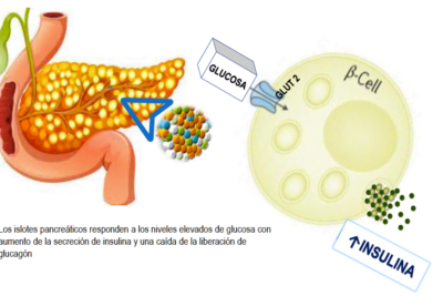 que papel juega la glucosa en la regulacion hormonal