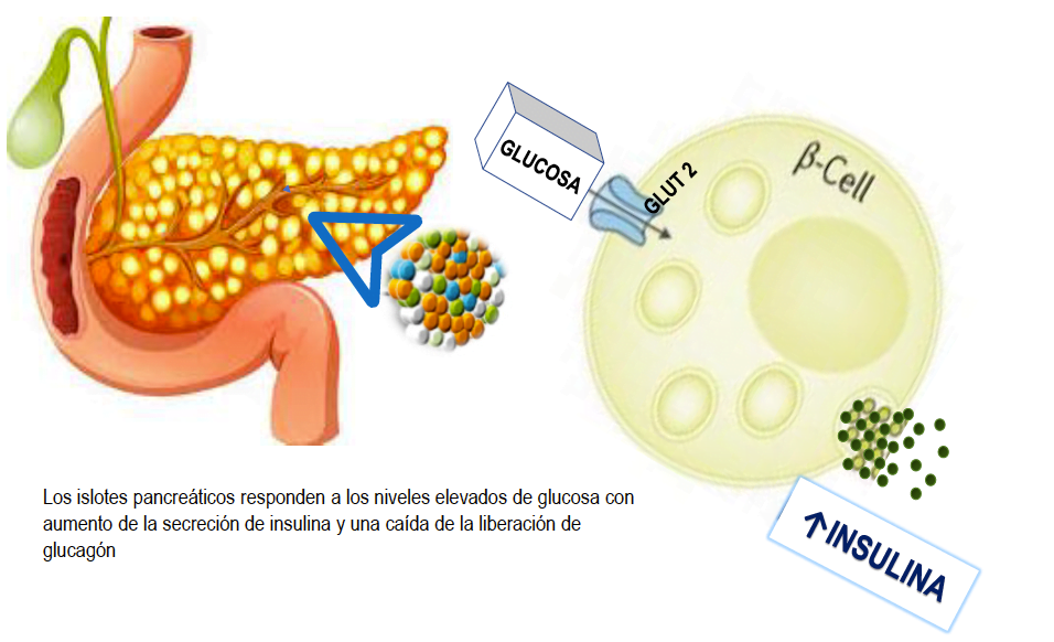 Qué papel juega la glucosa en la regulación hormonal 1 que papel juega la glucosa en la regulacion hormonal