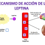 que papel juega la leptina en el control del apetito