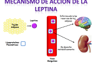 que papel juega la leptina en el control del apetito