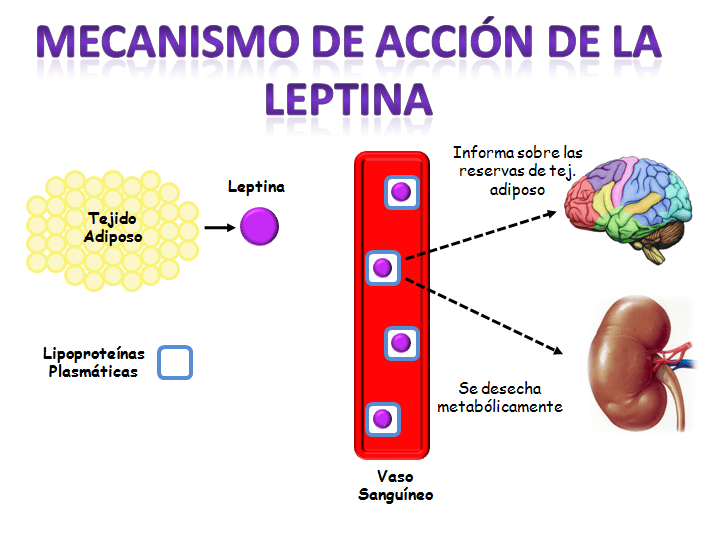 Qué papel juega la leptina en el control del apetito 1 que papel juega la leptina en el control del apetito