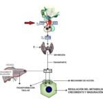 que papel juega la tirotropina en la tirotoxicosis