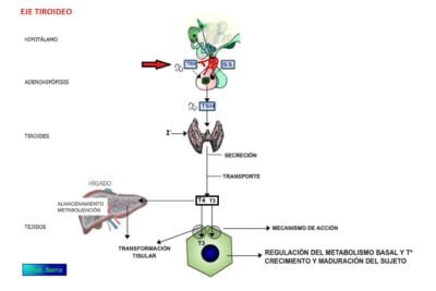 que papel juega la tirotropina en la tirotoxicosis