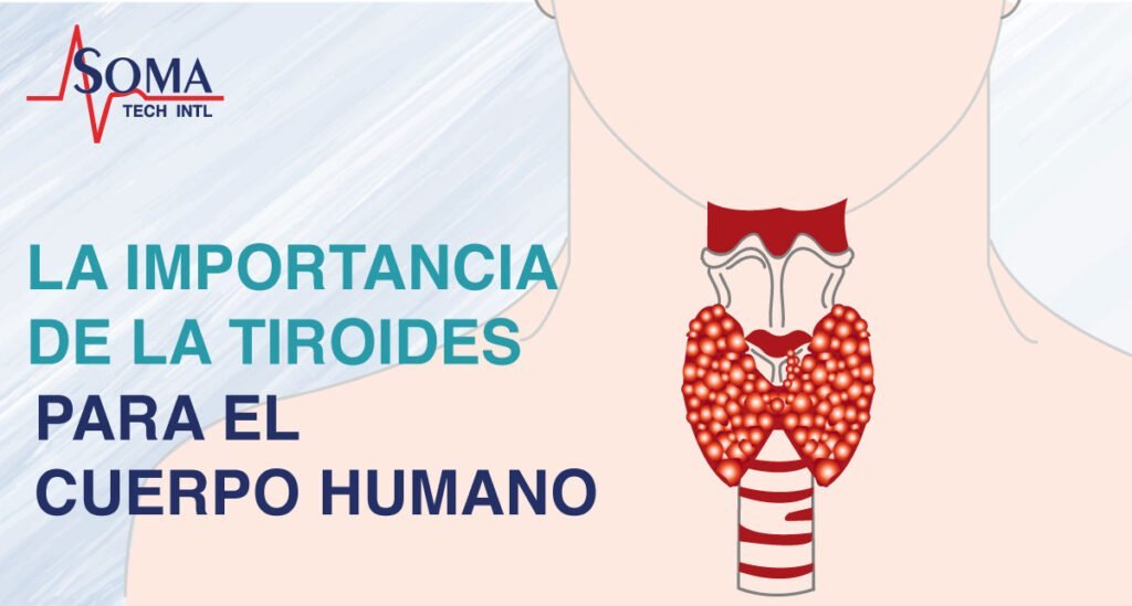 Qué papel juegan las glándulas en la energía corporal 1 que papel juegan las glandulas en la energia corporal