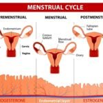 que papel juegan las hormonas en el ciclo menstrual