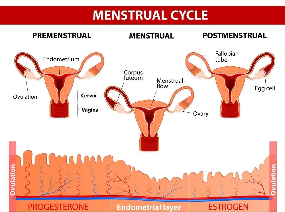 que papel juegan las hormonas en el ciclo menstrual