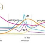 Qué papel juegan los estrógenos en la salud dental