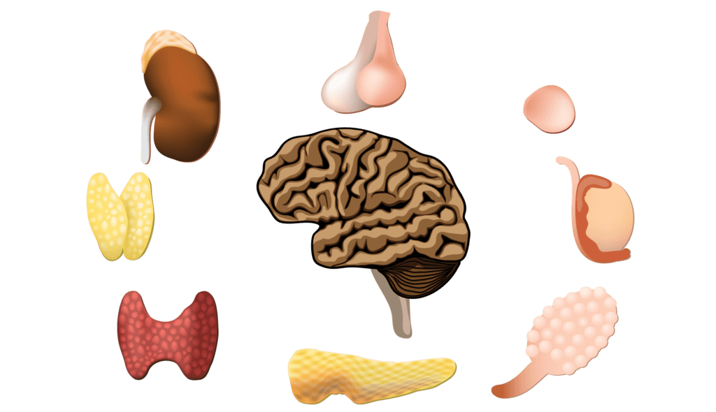 que papel juegan los hormonales en la salud del corazon