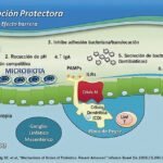 Qué papel juegan los probióticos en el metabolismo