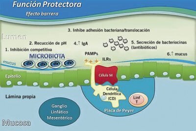 que papel juegan los probioticos en el metabolismo