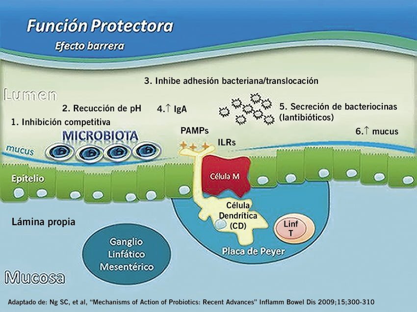 que papel juegan los probioticos en el metabolismo