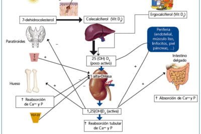 que papel tiene la vitamina d en la salud endocrina