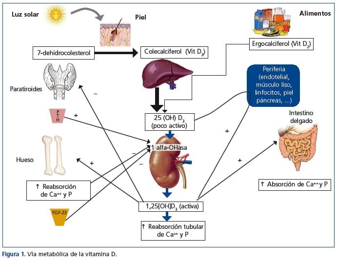 que papel tiene la vitamina d en la salud endocrina