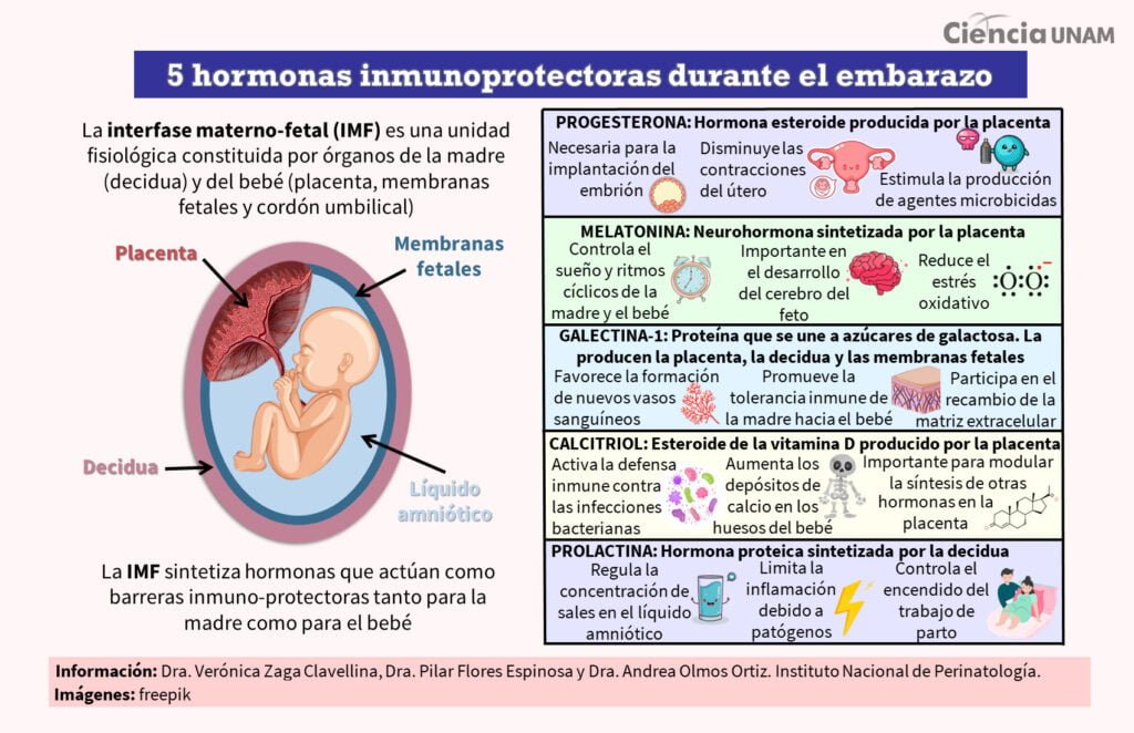 que papel tienen los estrogenos en el embarazo