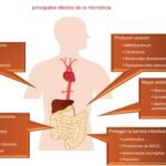 Qué papel tienen los probióticos en la hipertensión