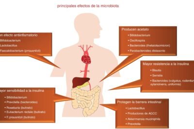 que papel tienen los probioticos en la hipertension