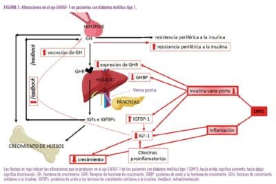 Qué relación hay entre el eje hormonal y la diabetes 1 que relacion hay entre el eje hormonal y la diabetes