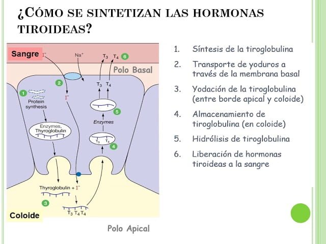 Qué relación hay entre la tiroides y el metabolismo 1 que relacion hay entre la tiroides y el metabolismo