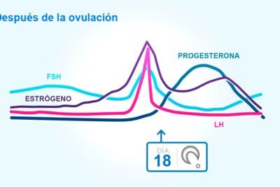 que relacion tiene la progesterona con la ovulacion