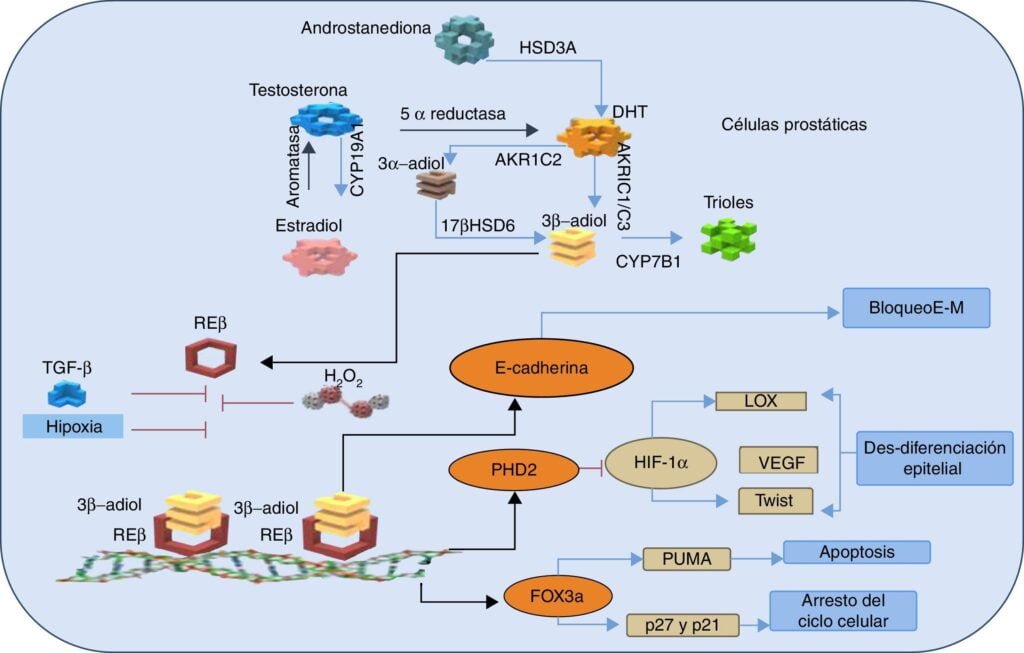 que rol desempenan los estrogenos en la inflamacion