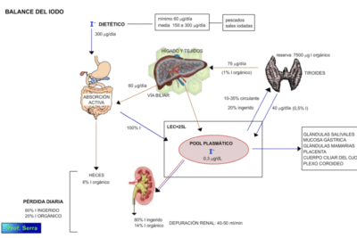 que rol juegan las glandulas en el metabolismo