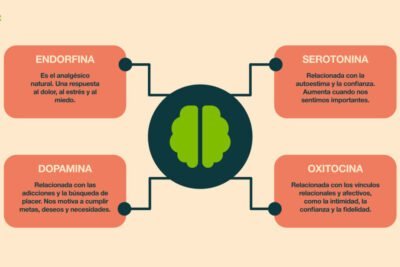 que rol juegan las hormonas en la gestion del estres