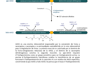 que rol juegan las vitaminas en el proceso de concepcion