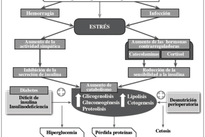 que rol juegan los carbohidratos en la hipoglucemia