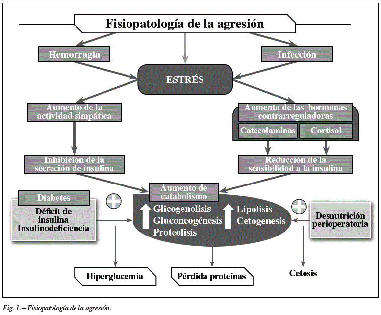 Qué rol juegan los carbohidratos en la hipoglucemia 1 que rol juegan los carbohidratos en la hipoglucemia