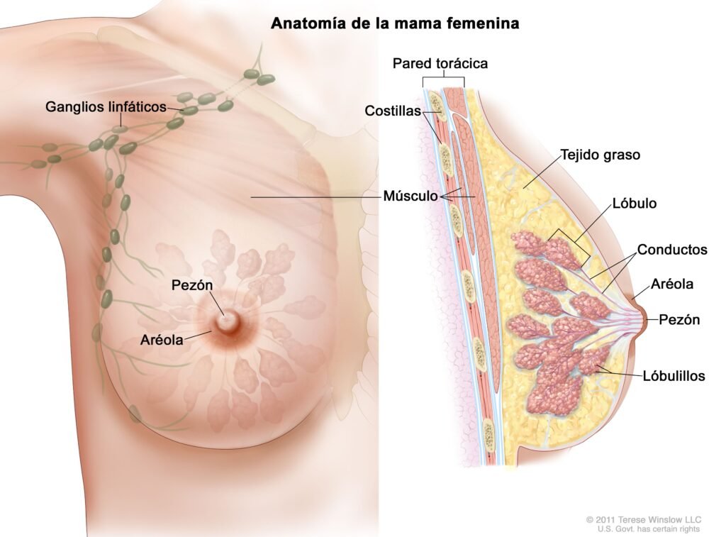 que role tiene la terapia hormonal en el cancer de mama