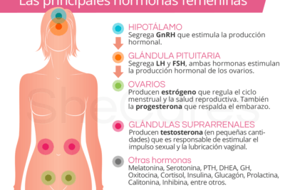 que son las hormonas y su importancia en la vida diaria