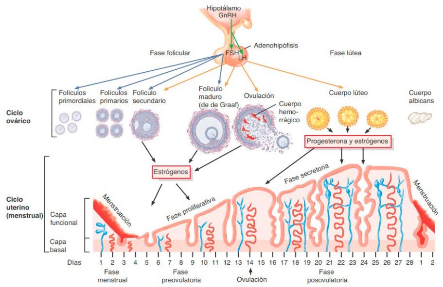 que son los ciclos menstruales y su regulacion hormonal