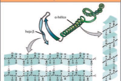 que son los polipeptidos y su conexion con hormonas