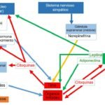 Qué técnicas existen para la evaluación endocrina