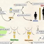 que trastornos endocrinos pueden afectar el crecimiento