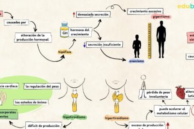 que trastornos endocrinos pueden afectar el crecimiento