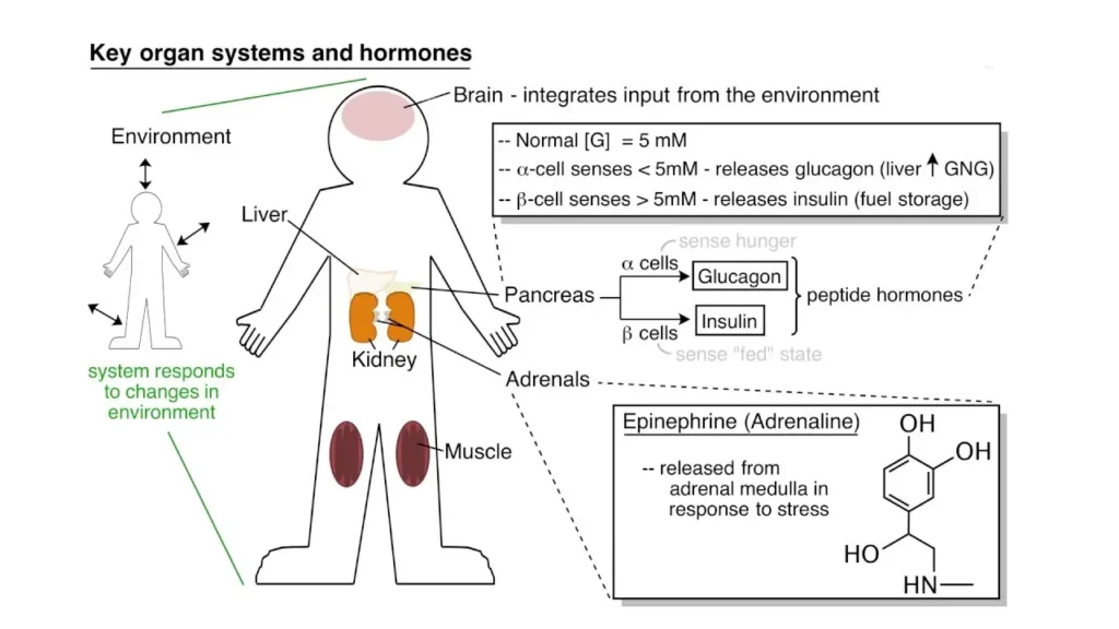 regulacion del metabolismo humano y factores que lo afectan