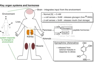 regulacion del metabolismo humano y factores que lo afectan
