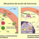 regulacion hormonal en el cuerpo mecanismos y funciones clave