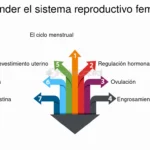 Regulación Hormonal en el Cuerpo: Mecanismos y Procesos Clave