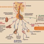 relacion del sindrome de cushing con otras condiciones endocrinas