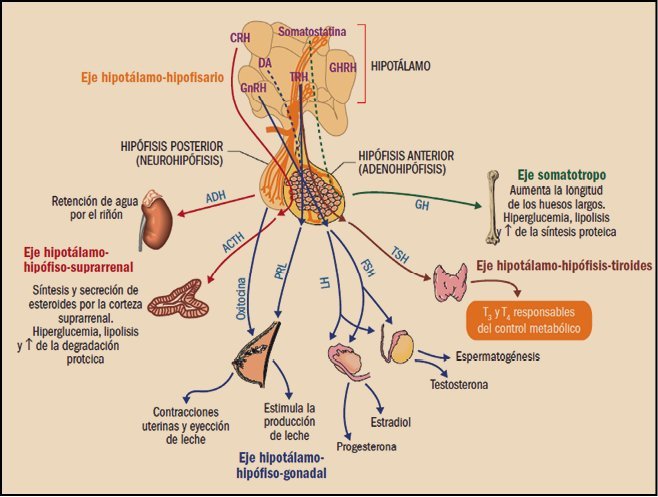 Relación del síndrome de Cushing con otras condiciones endocrinas 1 relacion del sindrome de cushing con otras condiciones endocrinas