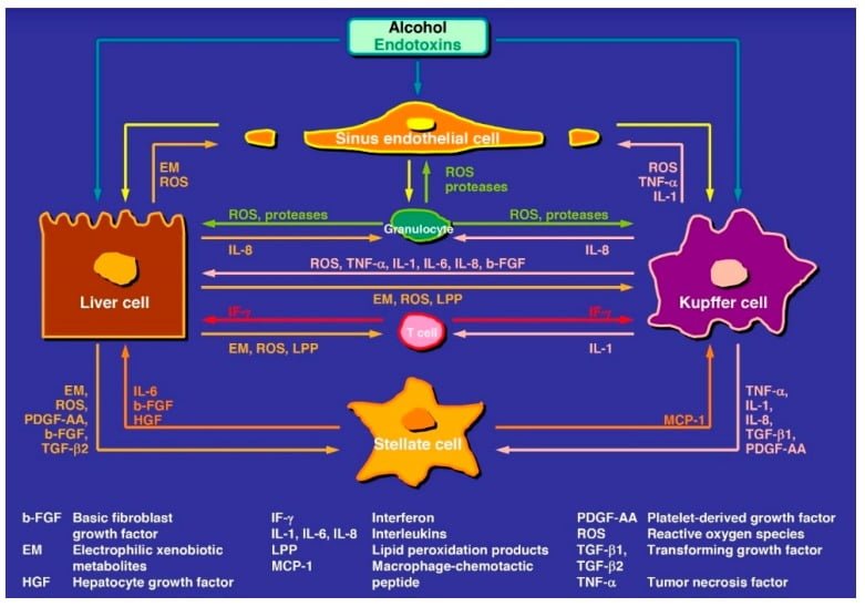 relacion entre consumo de alcohol y niveles de estrogenos