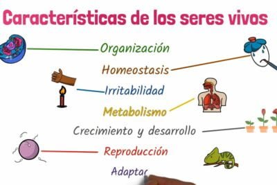 relacion entre crecimiento y metabolismo en organismos vivos