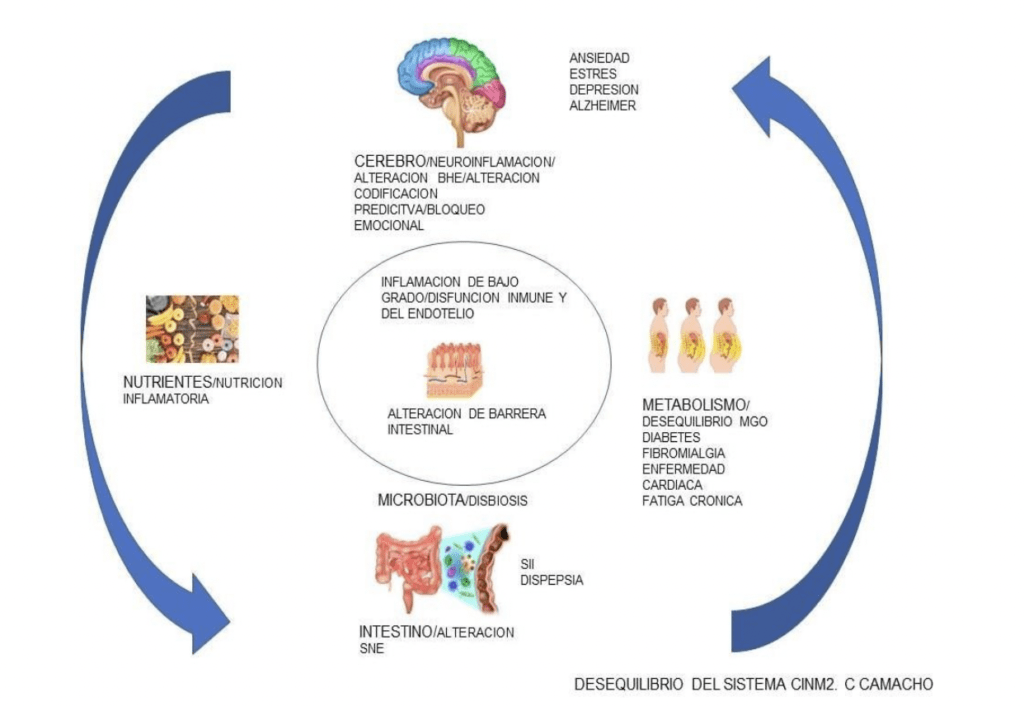 relacion entre el eje hormonal y el estres enfoque integral