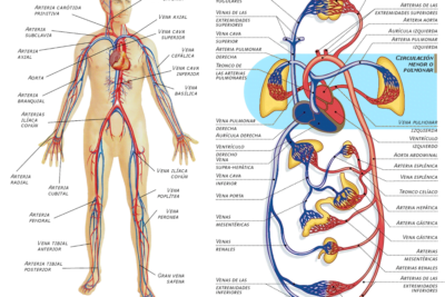 relacion entre glandulas y sistema cardiovascular en el ser humano