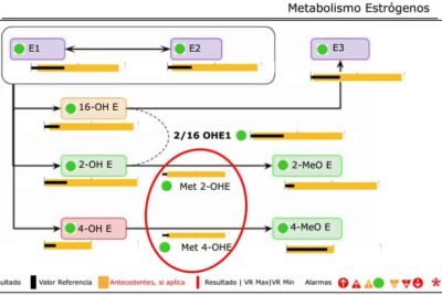 relacion entre hormonas metabolismo y estrogenos
