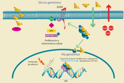 relacion entre hormonas peptidicas y funcion pulmonar