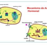 relacion entre hormonas peptidicas y salud endocrina general